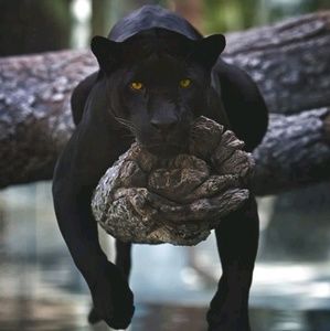 Meet your Posher, Savanna